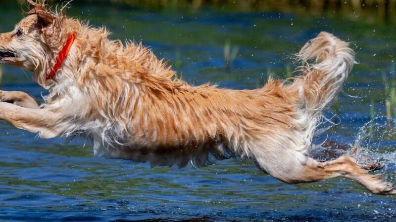 Wettbewerb für Familienkalender: Die Stadtwerke Meerbusch suchen die schönsten Tierfotos