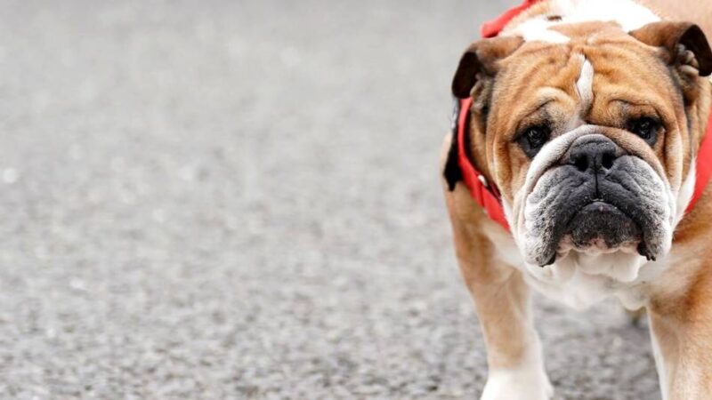 „Habe meinen besten Freund verloren“: Lewis Hamilton trauert um Bulldogge Roscoe