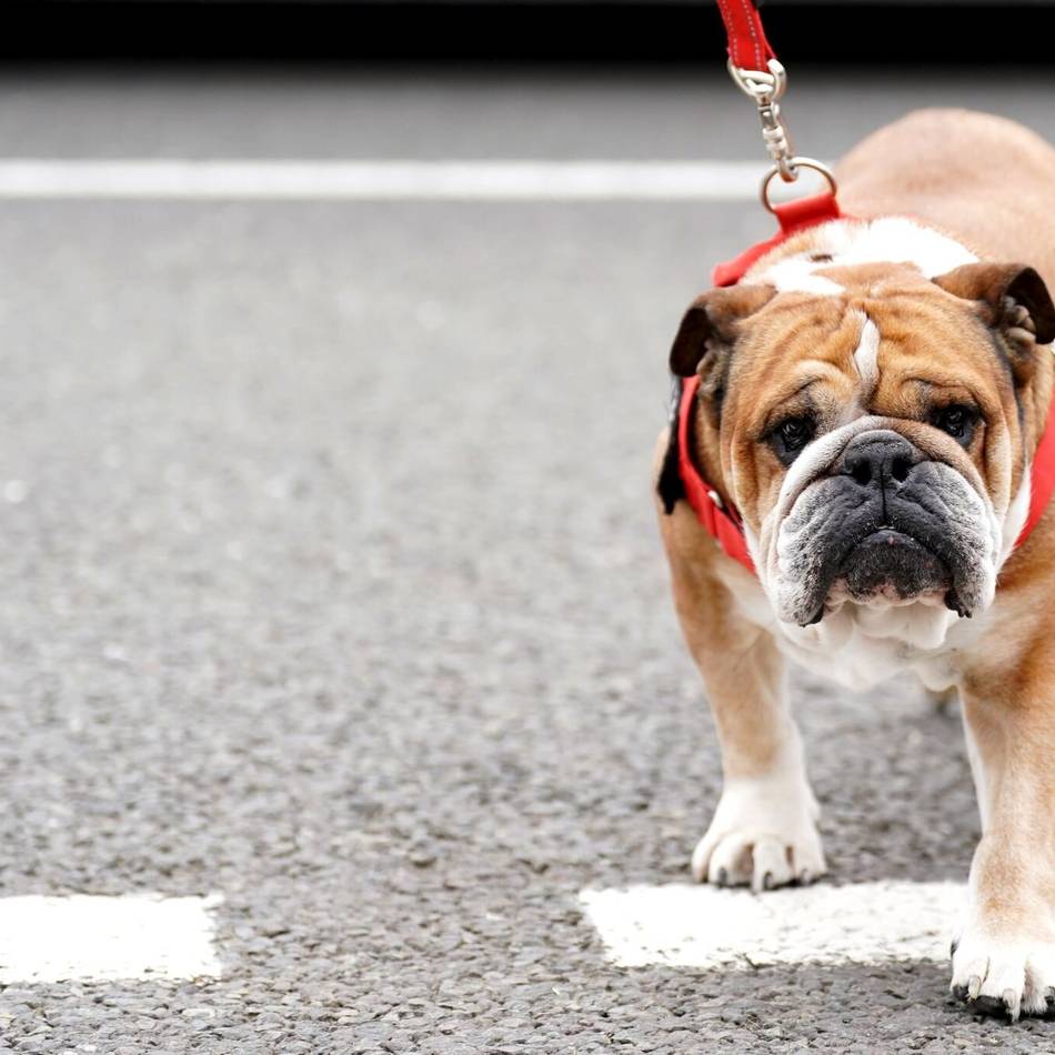„Habe meinen besten Freund verloren“: Lewis Hamilton trauert um Bulldogge Roscoe
