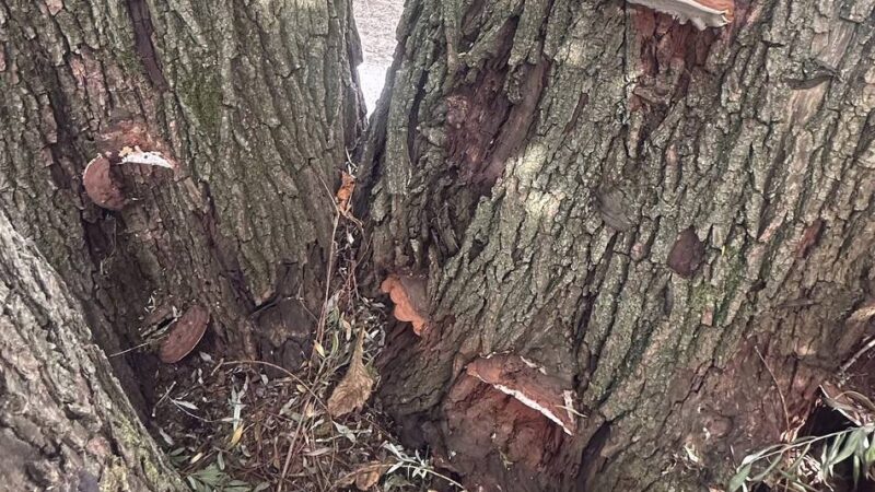 Baum in Meerbusch: Stadt fällt über 100 Jahre alte Weide