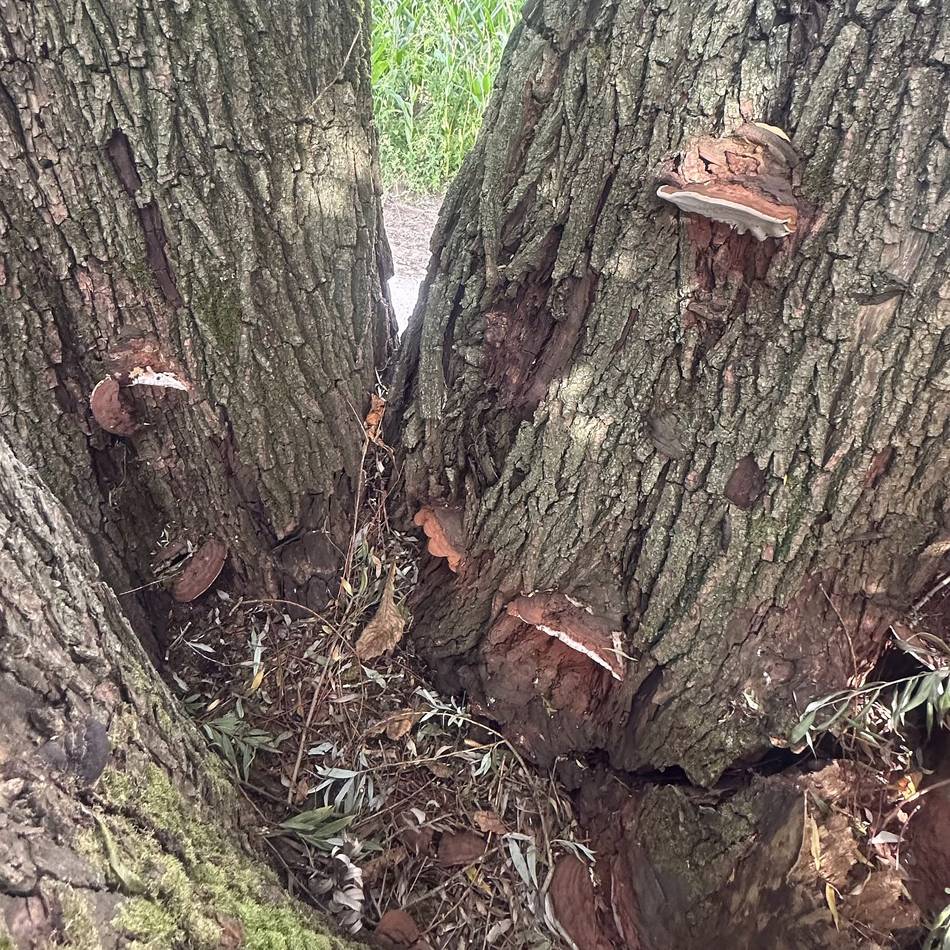 Baum in Meerbusch: Stadt fällt über 100 Jahre alte Weide