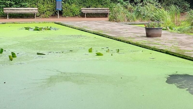 Botanischer Garten in Duisburg-Duissern: Was die Wirtschaftsbetriebe nun mit den grünen Teichen vorhaben