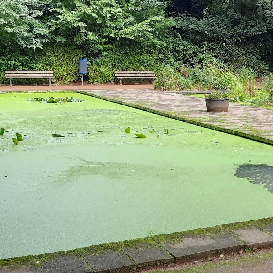 Botanischer Garten in Duisburg-Duissern: Was die Wirtschaftsbetriebe nun mit den grünen Teichen vorhaben