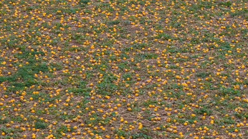 Kürbis-Saison am Niederrhein: Der Herbst gehört dem Kürbis: Einkauf, Rezepte und kreative Ideen