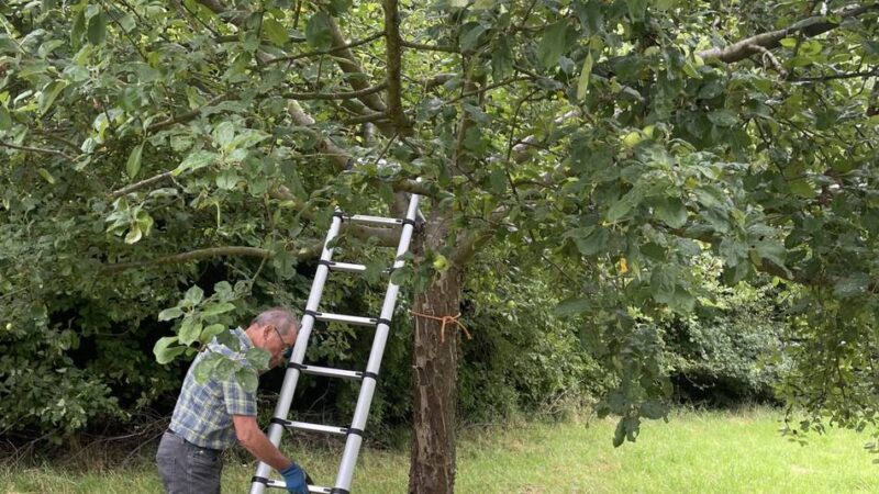 Streuobstwiesenfest am 28. September: Obst auf dem Alpener Ratsbongert darf geerntet werden