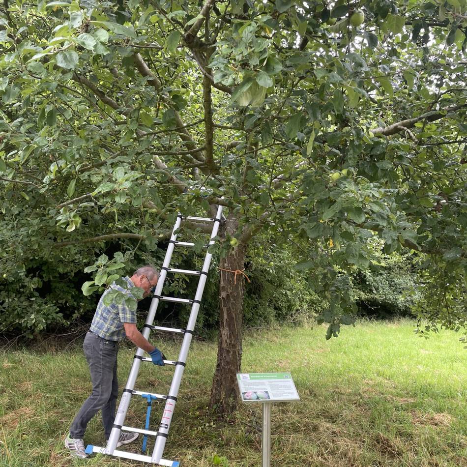 Streuobstwiesenfest am 28. September: Obst auf dem Alpener Ratsbongert darf geerntet werden