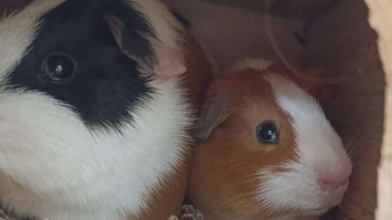Tier der Woche aus Hilden: Tim und Struppi suchen einen liebevollen Neustart