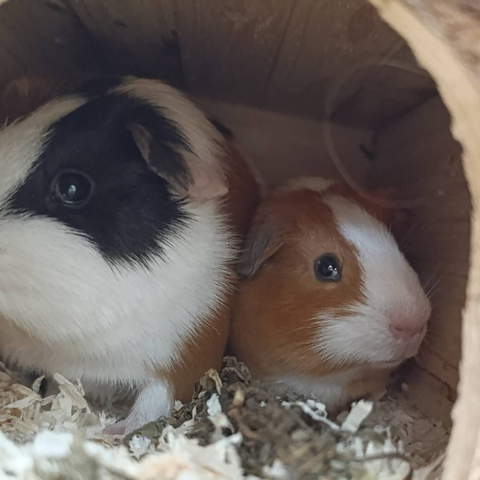 Tier der Woche aus Hilden: Tim und Struppi suchen einen liebevollen Neustart