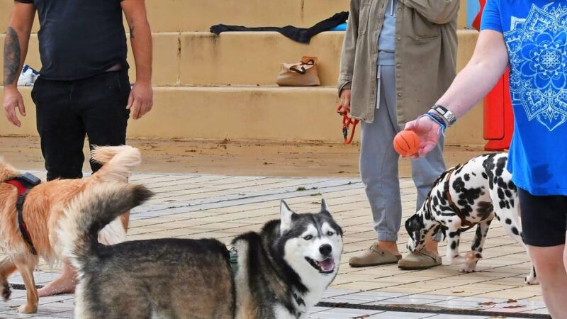 Aktion: Hunde toben sich im Nevigeser Freibad aus
