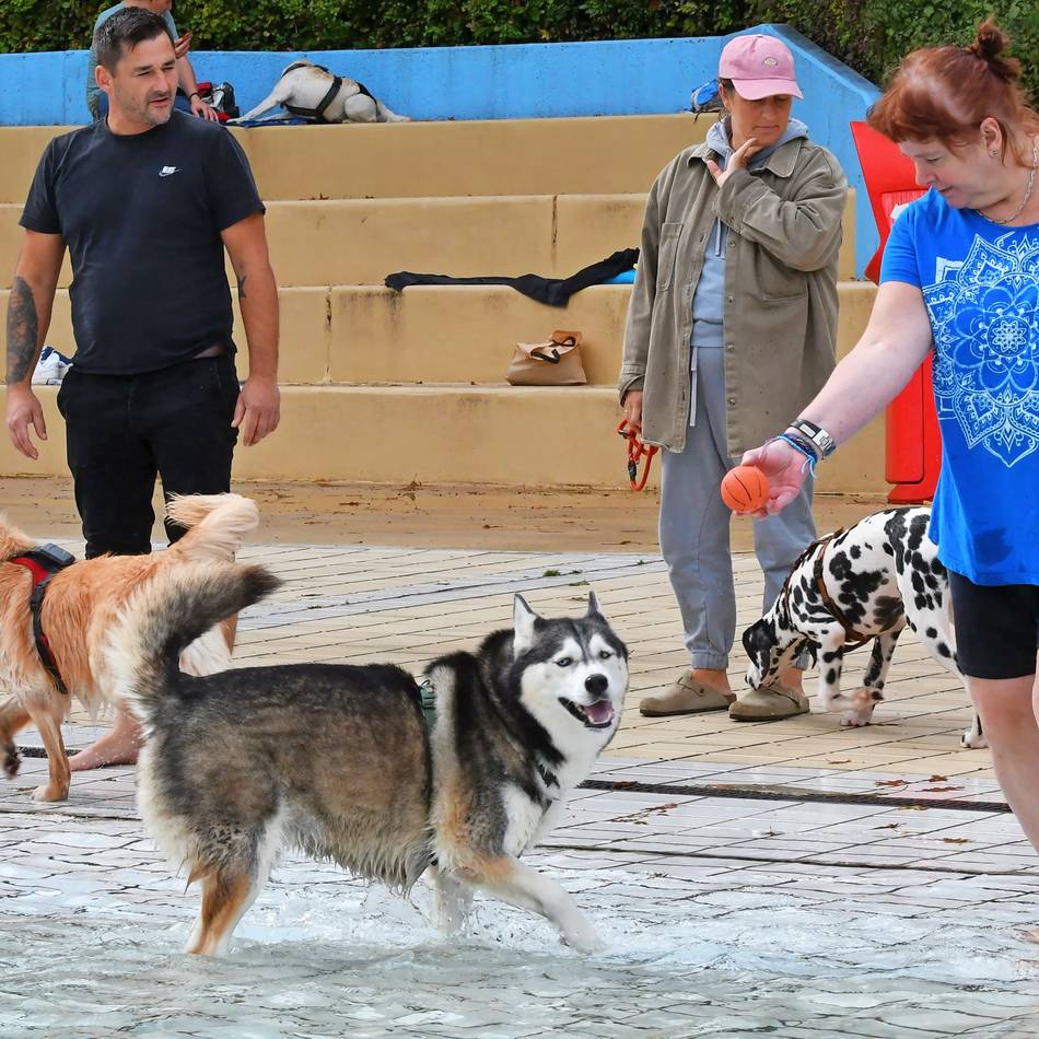 Aktion: Hunde toben sich im Nevigeser Freibad aus