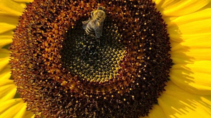 Klimaschutz in Hilden: Wettbewerb – Unternehmer sollen Flächen entsiegeln