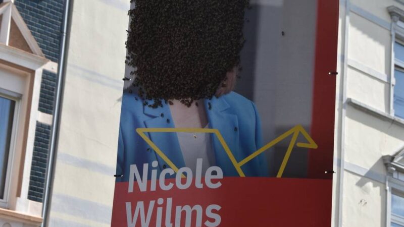 In Mönchengladbach an der Von-Galen-Straße: Bienenvolk „besetzt“ SPD-Wahlplakat