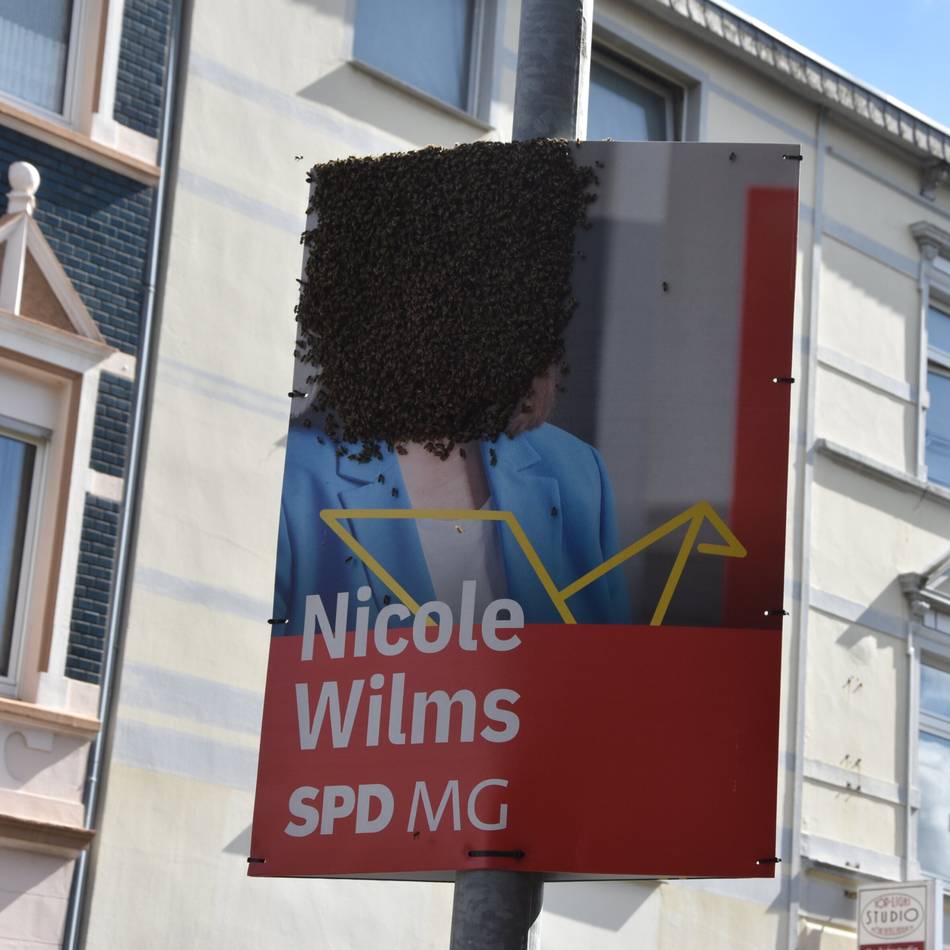 In Mönchengladbach an der Von-Galen-Straße: Bienenvolk „besetzt“ SPD-Wahlplakat