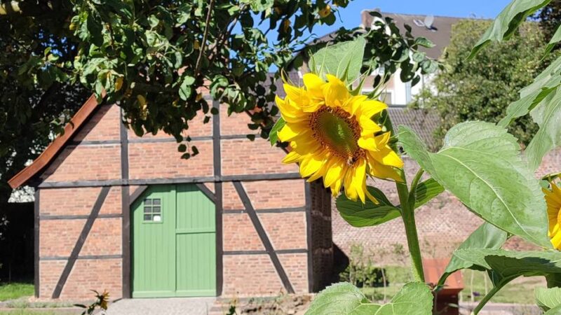 Dreistigkeit in Dinslaken: „Manche glauben an Selbstbedienung“ – Museumsgarten wird geplündert