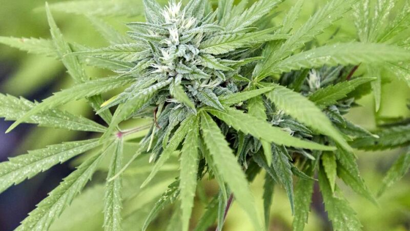 Nach der Teillegalisierung: „50 Prozent der Cannabis Clubs geben bei der Gründung auf“