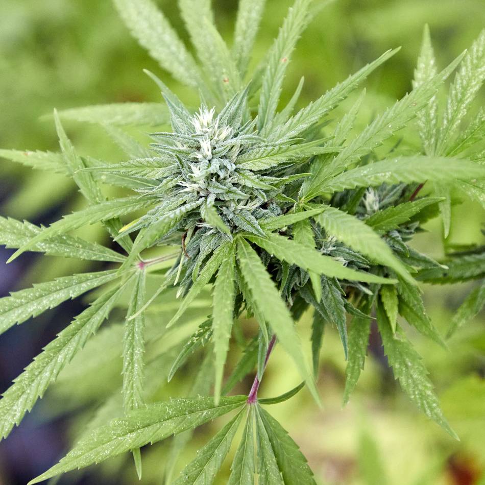 Nach der Teillegalisierung: „50 Prozent der Cannabis Clubs geben bei der Gründung auf“