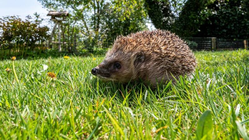 Hilfe für Igel und andere Kleintiere: Nachtfahrverbot für Mähroboter im Rhein-Kreis Neuss kommt
