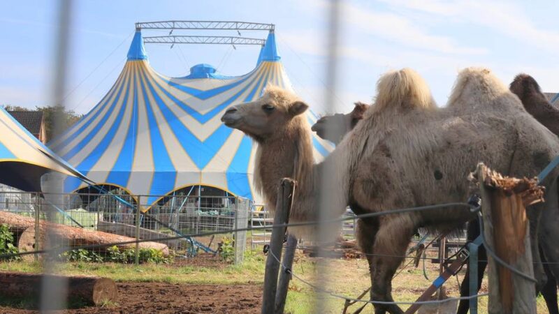 „Melody’s Kinderparadies“ in Grevenbroich: Kritik an tourendem Streichelzoo mit Tigern