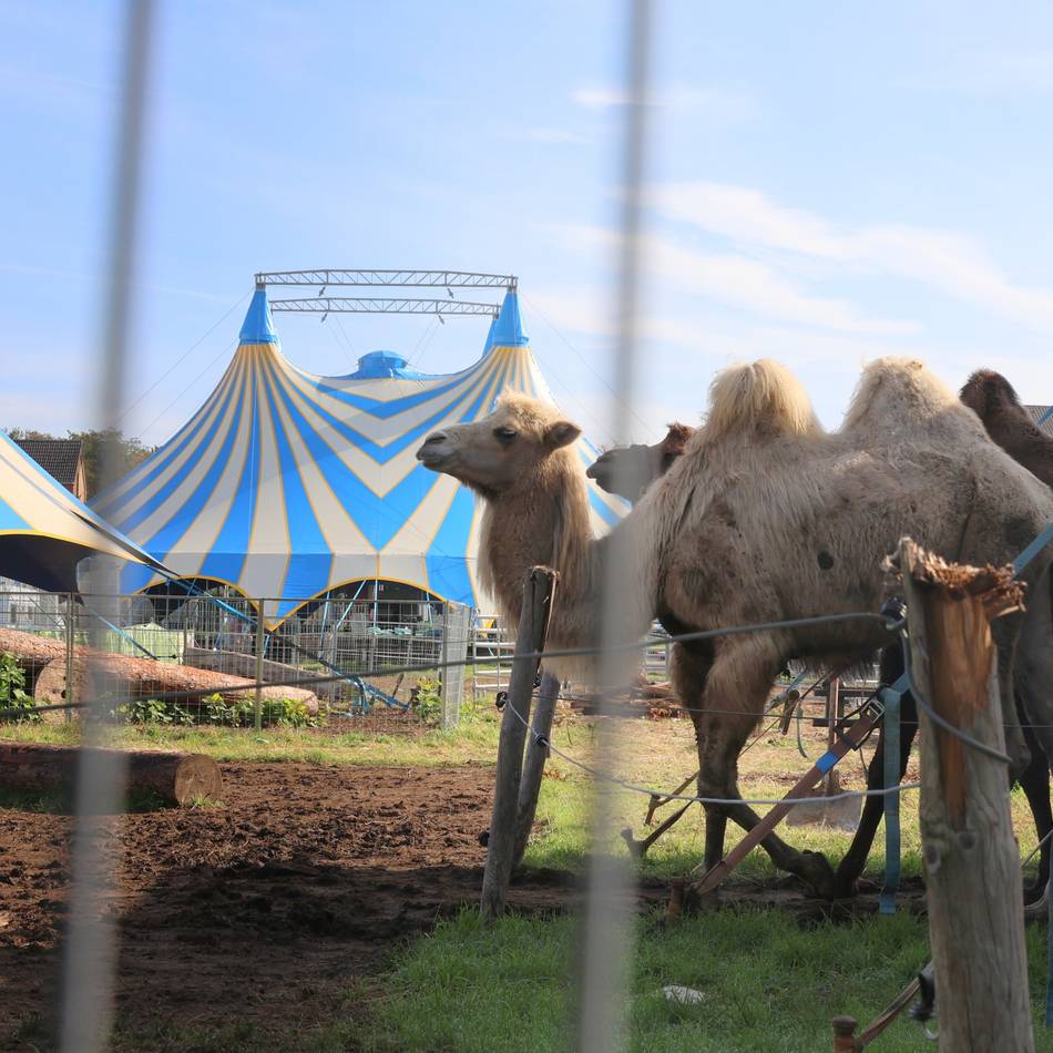 „Melody’s Kinderparadies“ in Grevenbroich: Kritik an tourendem Streichelzoo mit Tigern