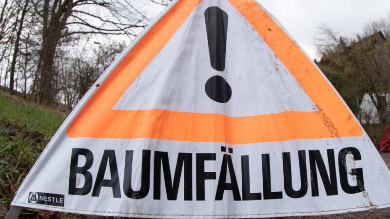 Schneiden und Fällen in Nettetal: Aktuelle Baumarbeiten im September und Oktober