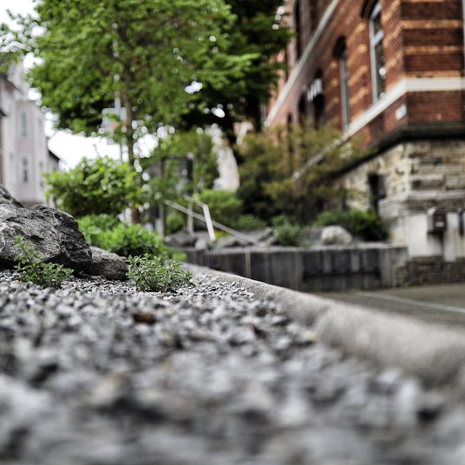 Klimaschutz in Mettmann: Fürs Klima: Der Rathaus-Schottergarten in Mettmann wird entfernt