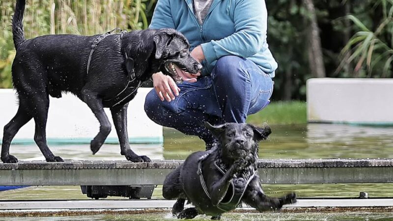 Hundeschwimmen in Mettmann: Nun dürfen die Hunde ins Naturfreibad