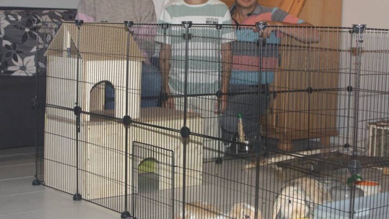 Neues Zuhause in Lobberich: Vom Tier der Woche zum Adoptivkaninchen – eine Erfolgsgeschichte