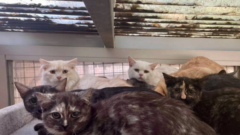 Nach Einsatz in Neuss-Grefrath: 132 gerettete Katzen fanden Zuflucht im Tierheim – viele schon vermittelt