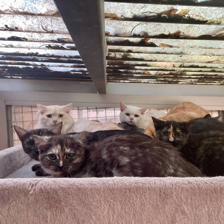 Nach Einsatz in Neuss-Grefrath: 132 gerettete Katzen fanden Zuflucht im Tierheim – viele schon vermittelt