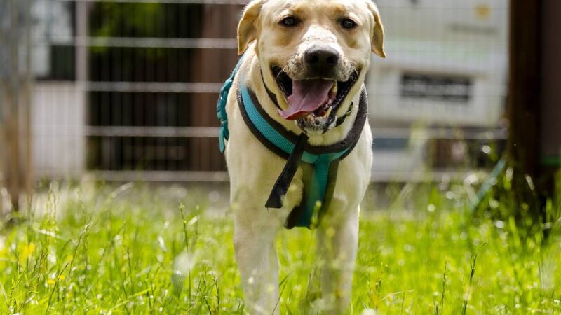 Ausgesetzt im Wald bei Unterbach: Happy End für gequälten Labrador – „Haribo“ hat ein Zuhause bekommen