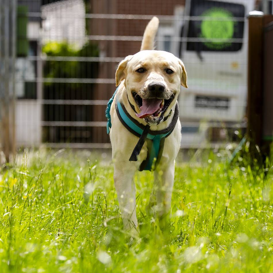 Ausgesetzt im Wald bei Unterbach: Happy End für gequälten Labrador – „Haribo“ hat ein Zuhause bekommen