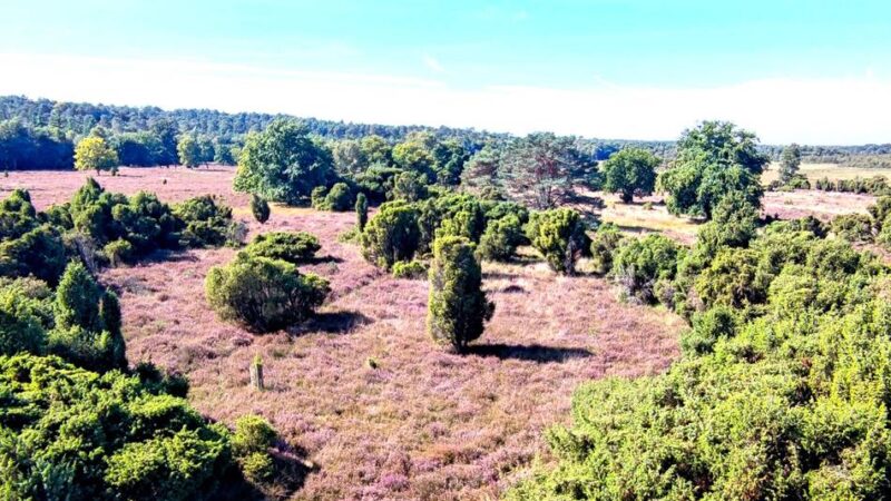 Elmpter Schwalmbruch Niederkrüchten: Spätsommerfarben in der Wacholderheide