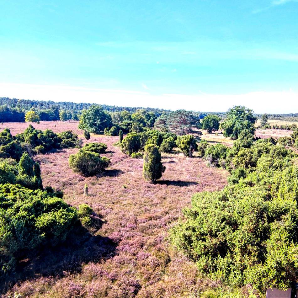 Elmpter Schwalmbruch Niederkrüchten: Spätsommerfarben in der Wacholderheide
