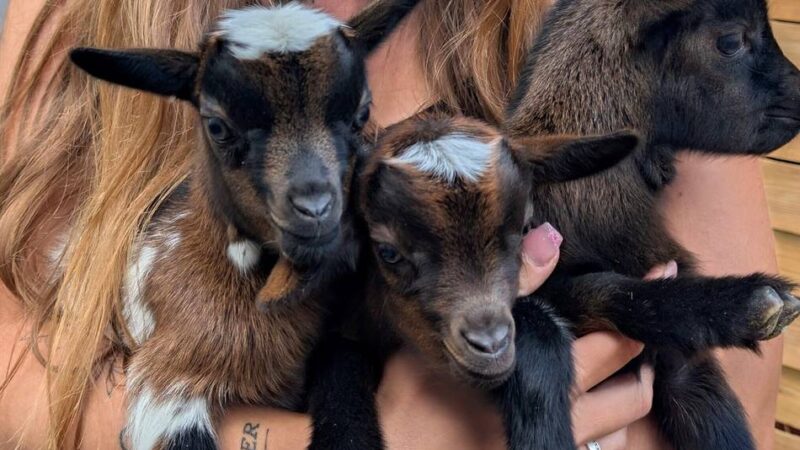Brüggener Kindertagespflege ist ein kleiner Zoo: Tierische Drillinge in der Kindertagespflege