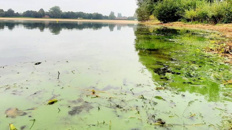 Stadt Wesel warnt vor Blaualgen: Grüner Schmierfilm am Ufer des Auesees – Gefahr für Schwimmer und Hunde