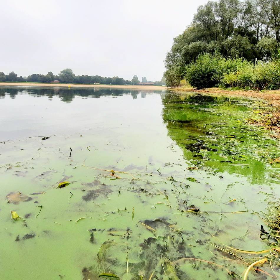 Stadt Wesel warnt vor Blaualgen: Grüner Schmierfilm am Ufer des Auesees – Gefahr für Schwimmer und Hunde