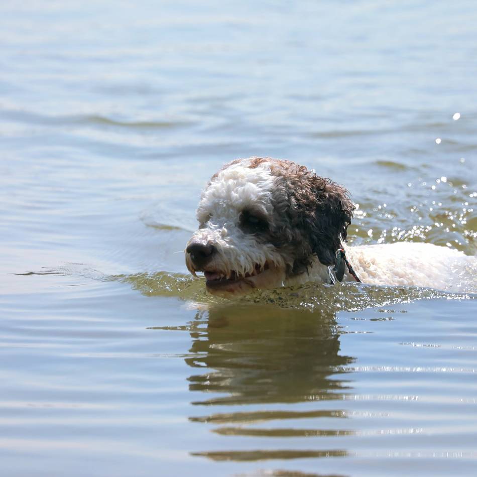 Xantener Südsee: Naturbad wird am Sonntag wieder zur Hunde-Spielwiese