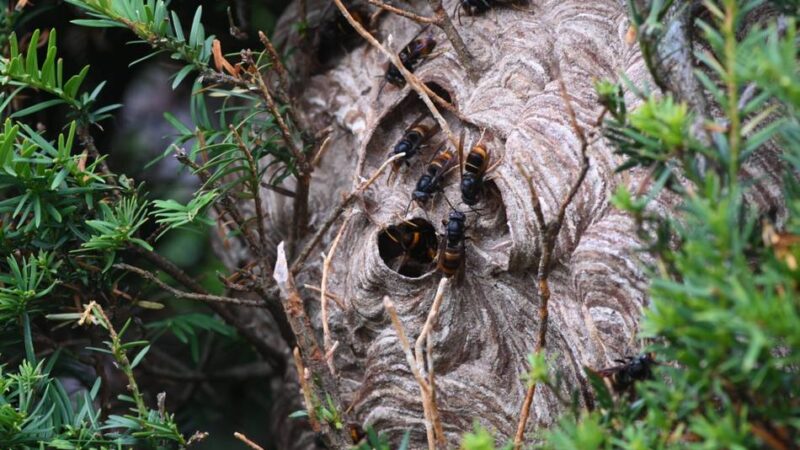Asiatische Hornisse in Hünxe: „Kein Bienenstock mehr, vor dem nicht welche gesichtet wurden“