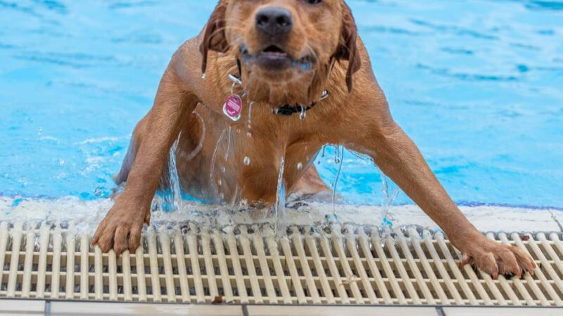 Badezentrum Krefeld-Bockum: Hunde dürfen im Freibad schwimmen