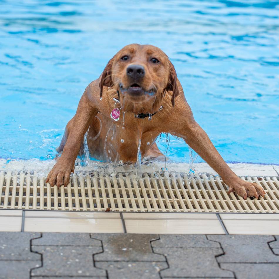 Badezentrum Krefeld-Bockum: Hunde dürfen im Freibad schwimmen