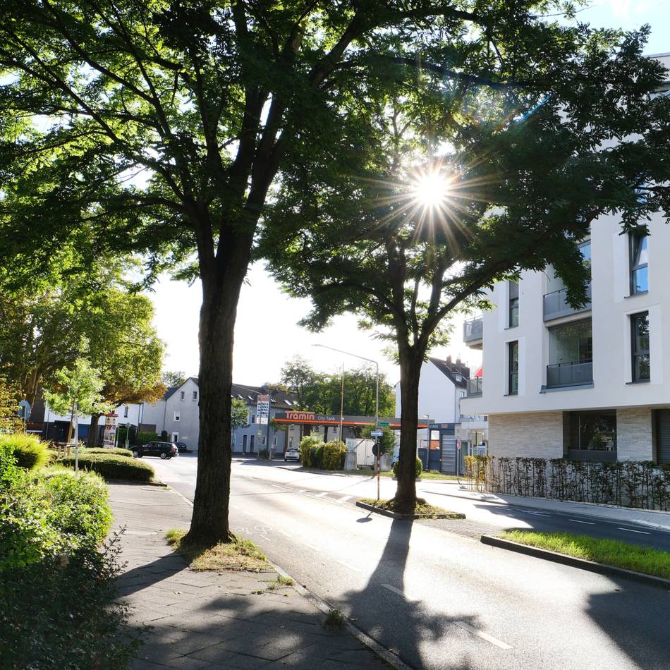 Konkreter Vorschlag: 75.000 neue Bäume zum Stadtjubiläum