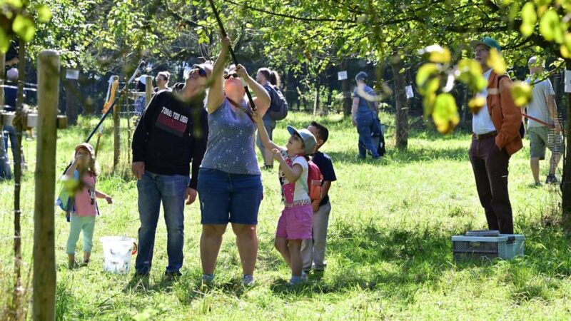 Obstwiesen in Mönchengladbach: Beim Apfelfest naschen, ernten und lernen