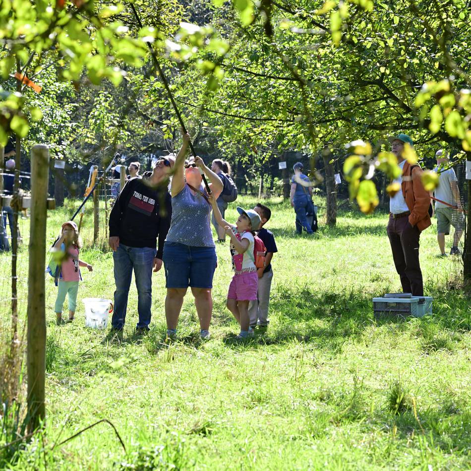 Obstwiesen in Mönchengladbach: Beim Apfelfest naschen, ernten und lernen