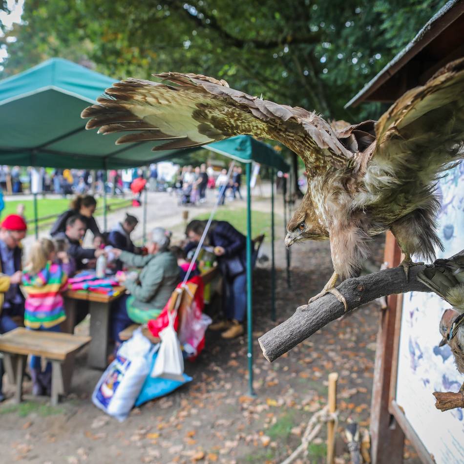 Wildparkfest im Grafenberger Wald: „Wir bringen Hände und Hirn der Kinder zusammen“