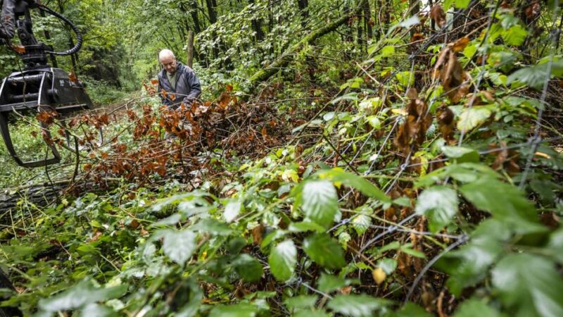 Im Wald in Düsseldorf: Ärger um Wildschwein-Zaun in Garath spitzt sich zu – Förster repariert nun selbst