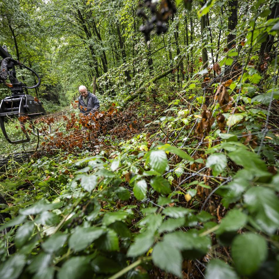 Im Wald in Düsseldorf: Ärger um Wildschwein-Zaun in Garath spitzt sich zu – Förster repariert nun selbst