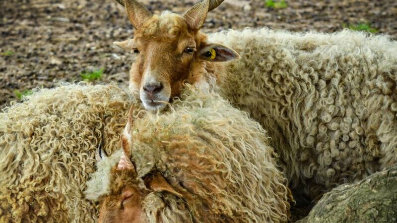 Volles Programm am Sonntag: Das bietet der Tierpark Weeze zu Erntedank