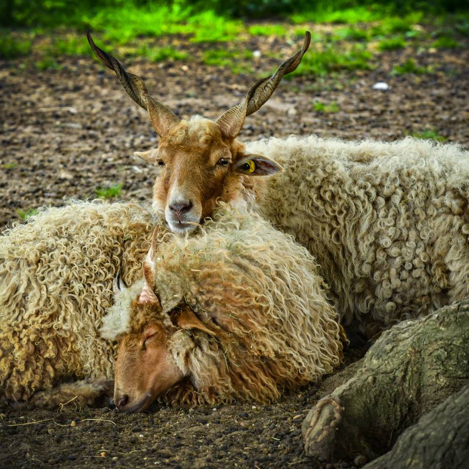 Volles Programm am Sonntag: Das bietet der Tierpark Weeze zu Erntedank
