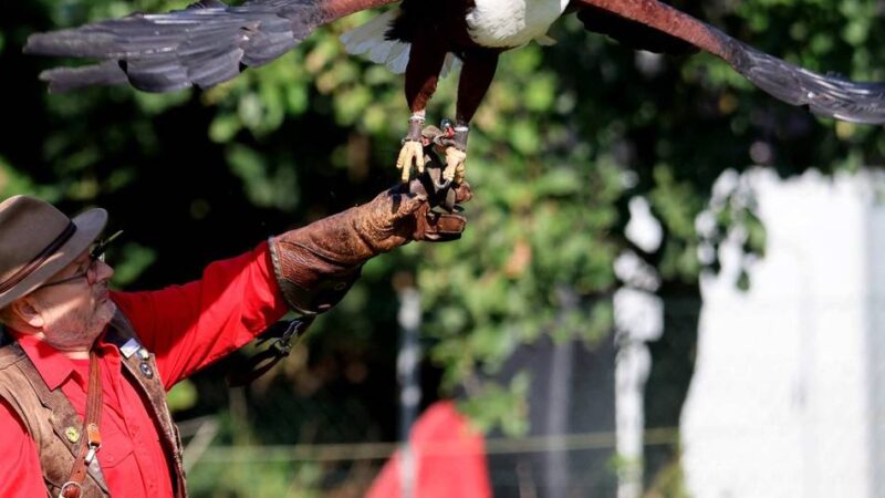 Fest im Wildpark Reuschenberg: Mächtige Otterdamen, trächtige Alpakas und imposante Adler