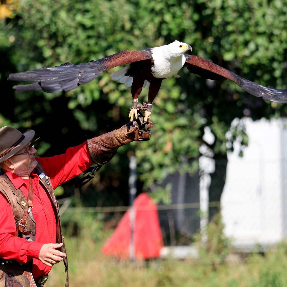 Fest im Wildpark Reuschenberg: Mächtige Otterdamen, trächtige Alpakas und imposante Adler